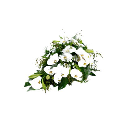 Rouwdruppel Orchidee Wit