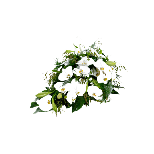 Rouwdruppel Orchidee Wit