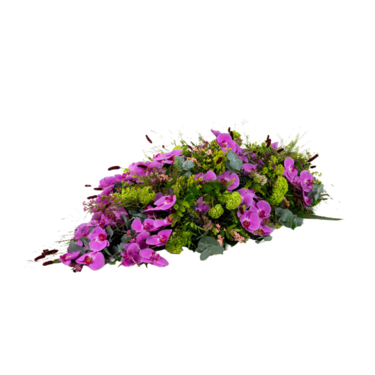 Rouwdruppel Orchidee Paars